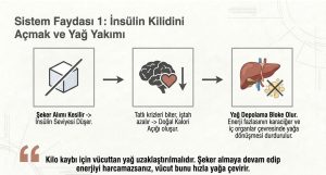İnsülin Kilidini Açmak ve Yağ Yakımı